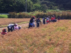 みんなで一斉に稲刈り体験