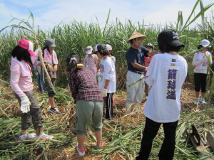 農作業って、細かい、地道な作業なのね。感謝。