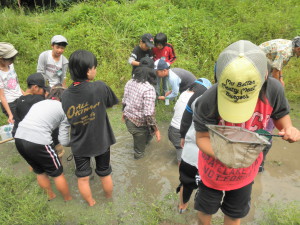 湿地帯で生き物観察